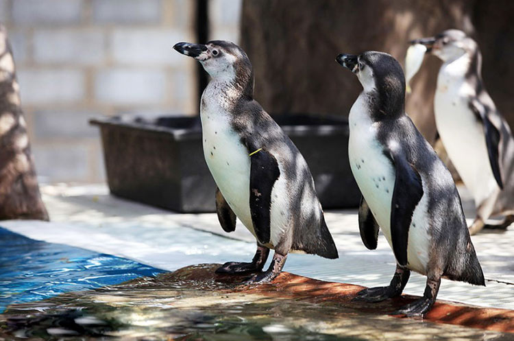 Humboldt penguins