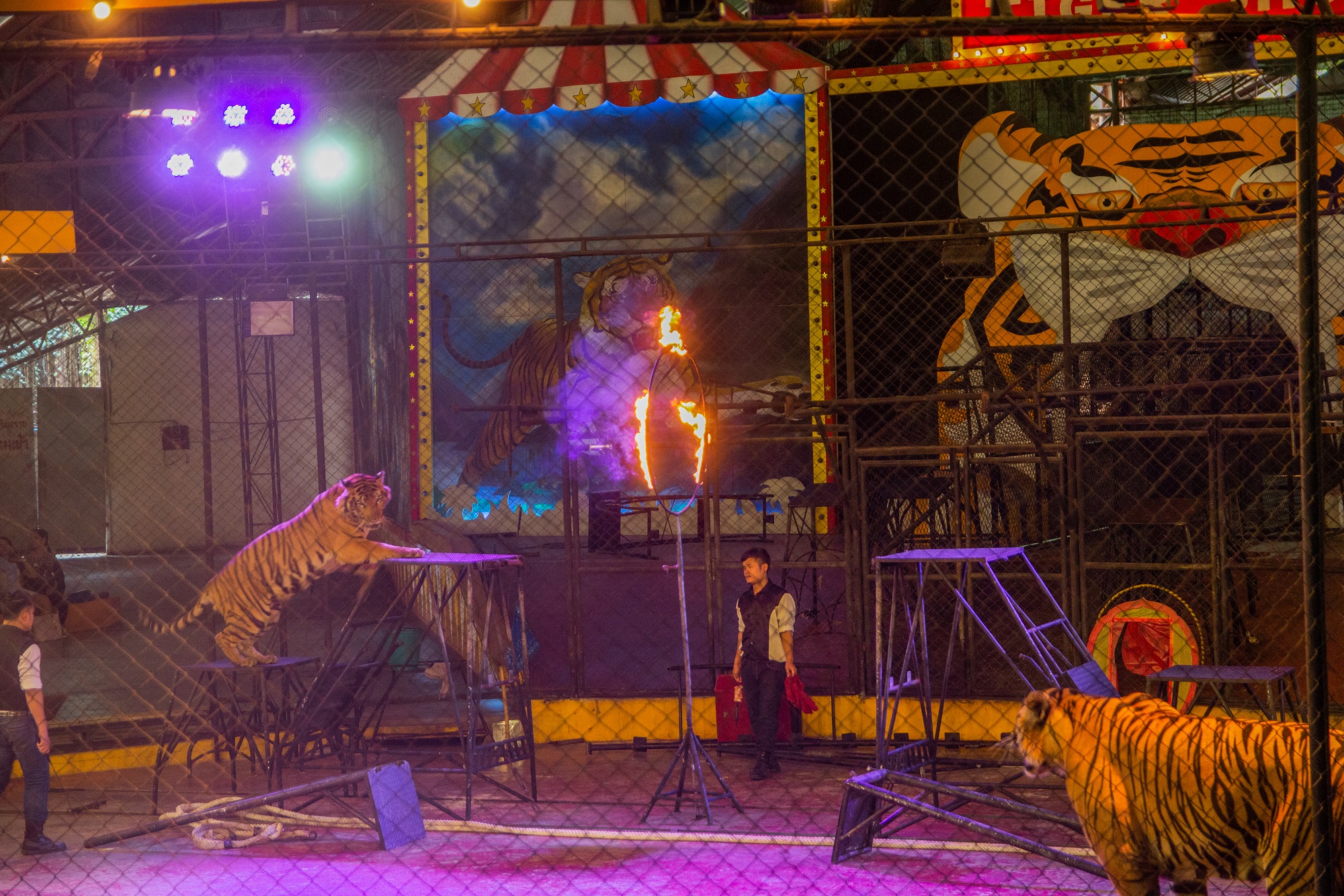 Sriracha Tiger Zoo Show