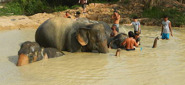 Interacting with elephants, Pattaya Thailand