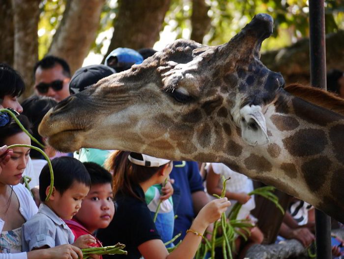 Khao Kheow Zoo Thailand