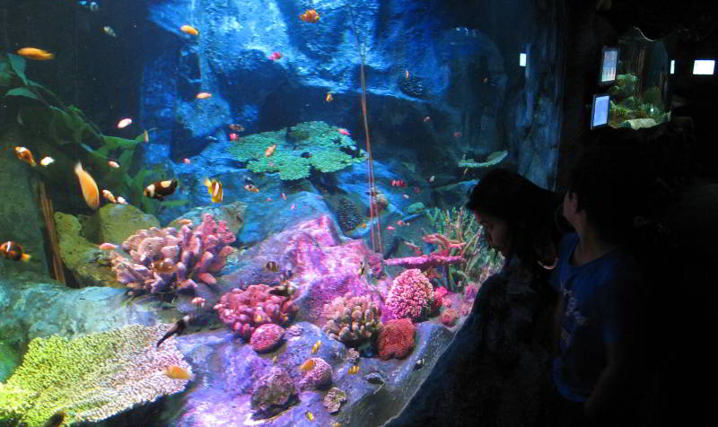 pattaya-tourist-attraction - underwater world