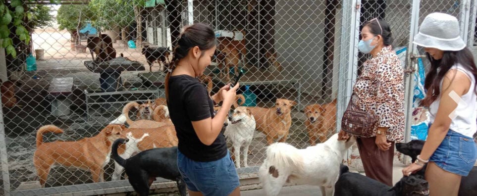 Stray dog sanctuary's 'leash' of hope in jeopardy as land lease nears end | News by Thaiger